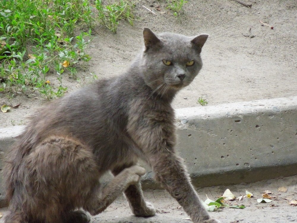 Photo #4283802