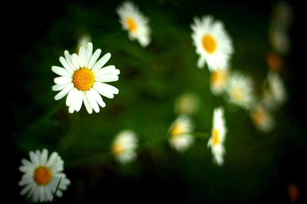 Ромашковый рай .