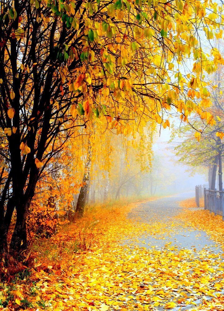 Дорога в осень