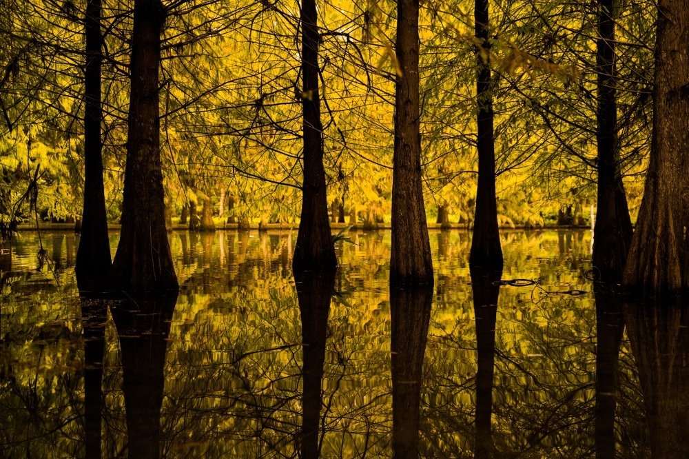 Photograph by Yang-Lin Tai