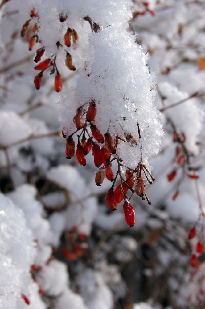 Photograph by Наиль Шакиров