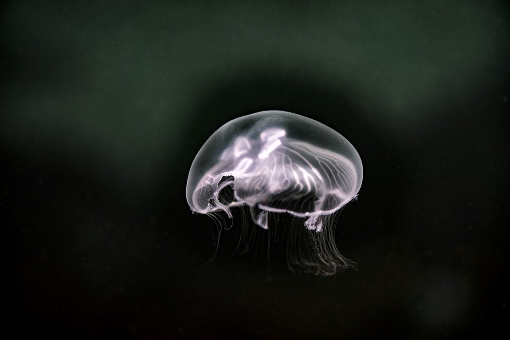 Удивительные создания медузы