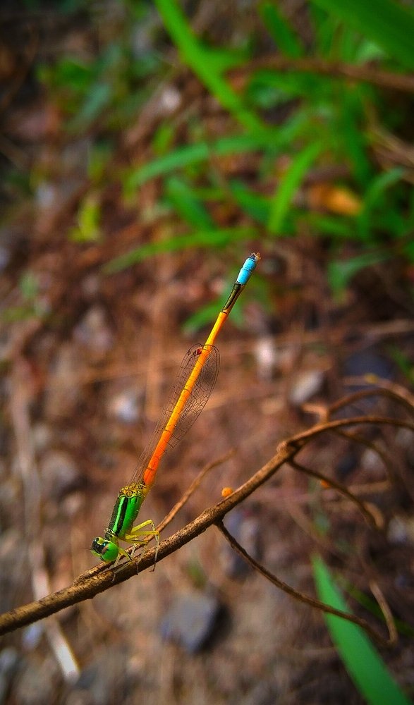 Фотография автора Parag Purkar