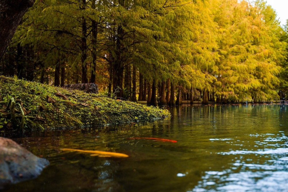 Photograph by Yang-Lin Tai