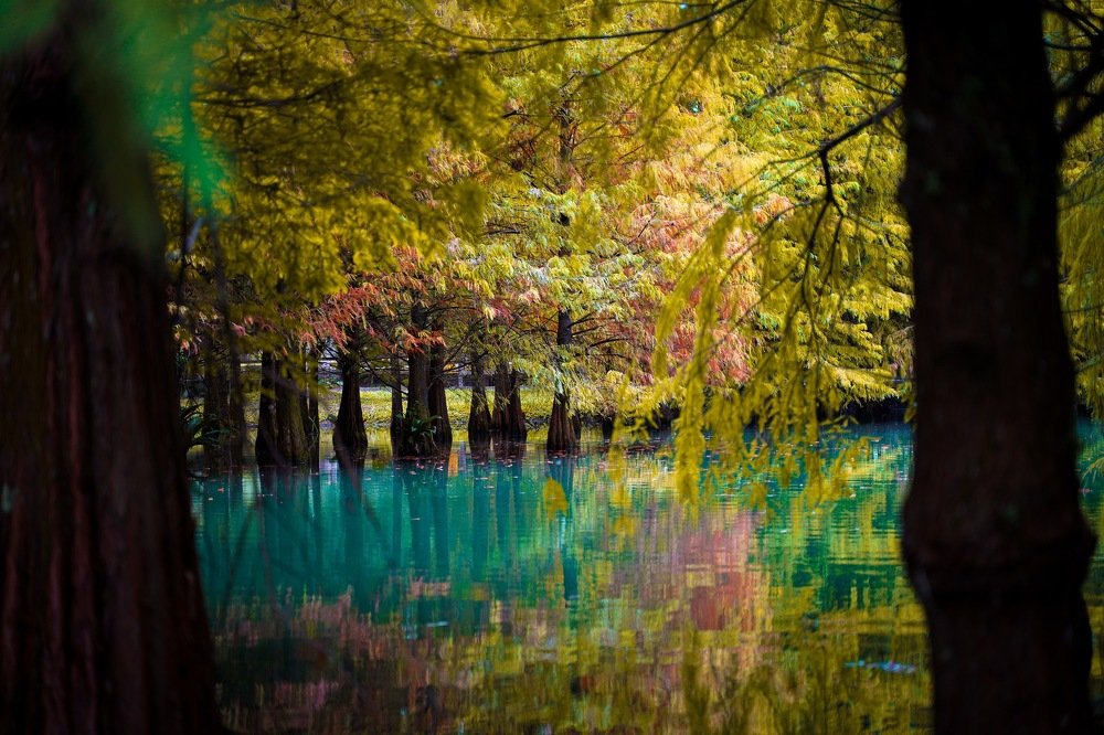 Photograph by Yang-Lin Tai