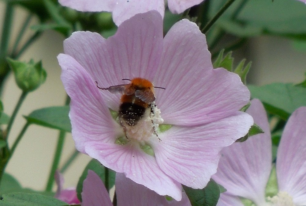 Photograph by Елена Болтенкова