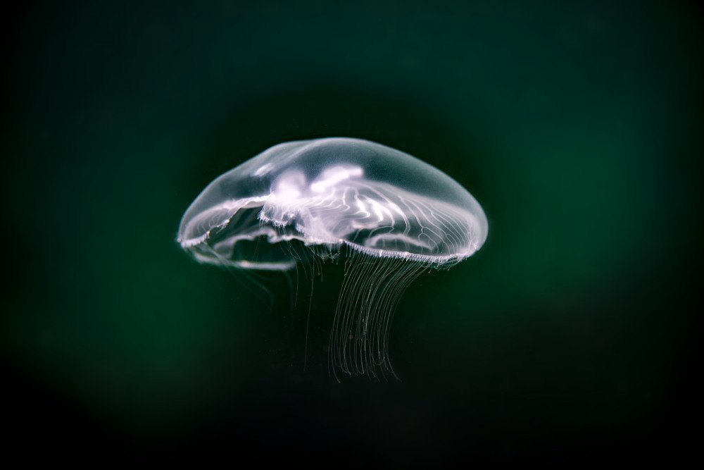 Photograph by Валерий Лейко