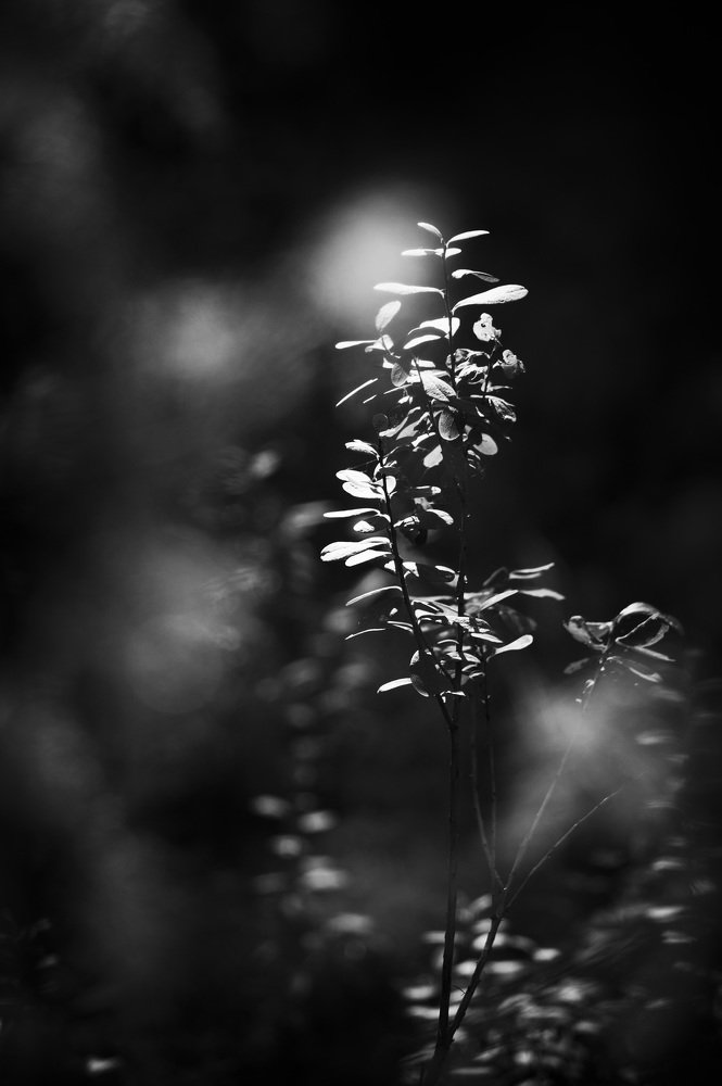 Photograph by Сергей Забиякин