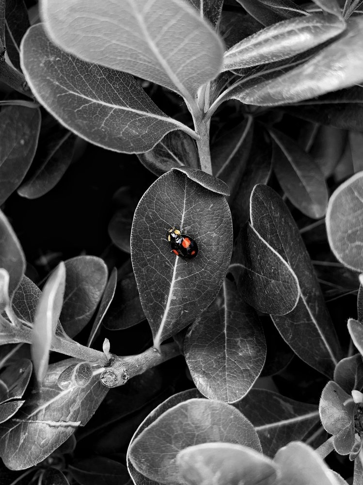 Black and White. Maybe a Color Will Be Alright.