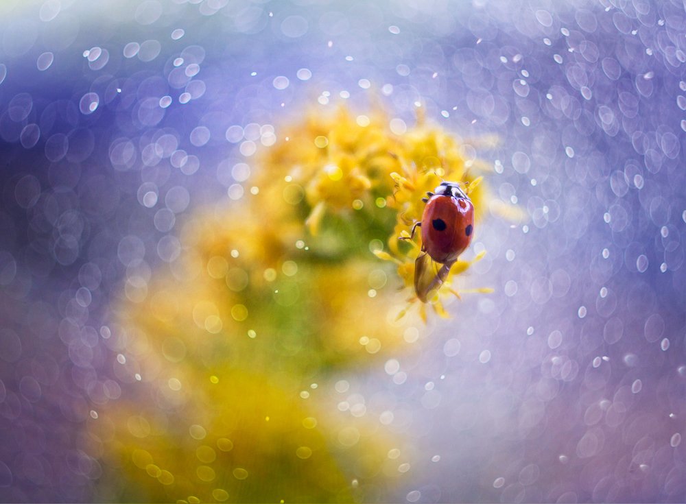 Осенняя коровка