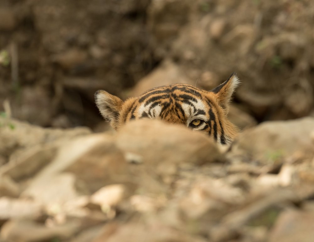 Photograph by Amrutesh Gopal