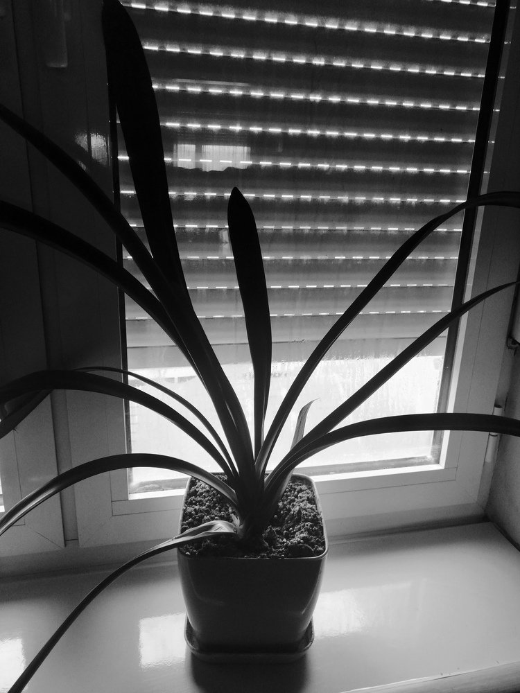 Photograph by Strahinja Pesic