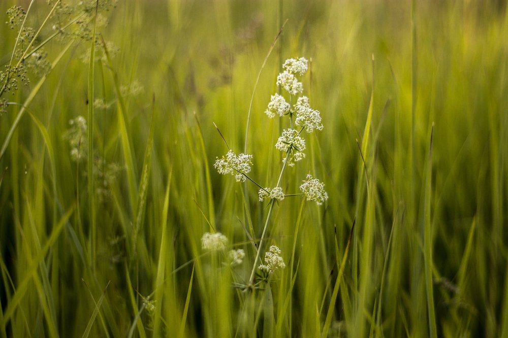 Photograph by Полина Каменкова