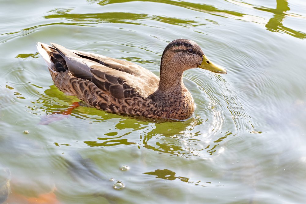 Photograph by Irina Stanislavskaya