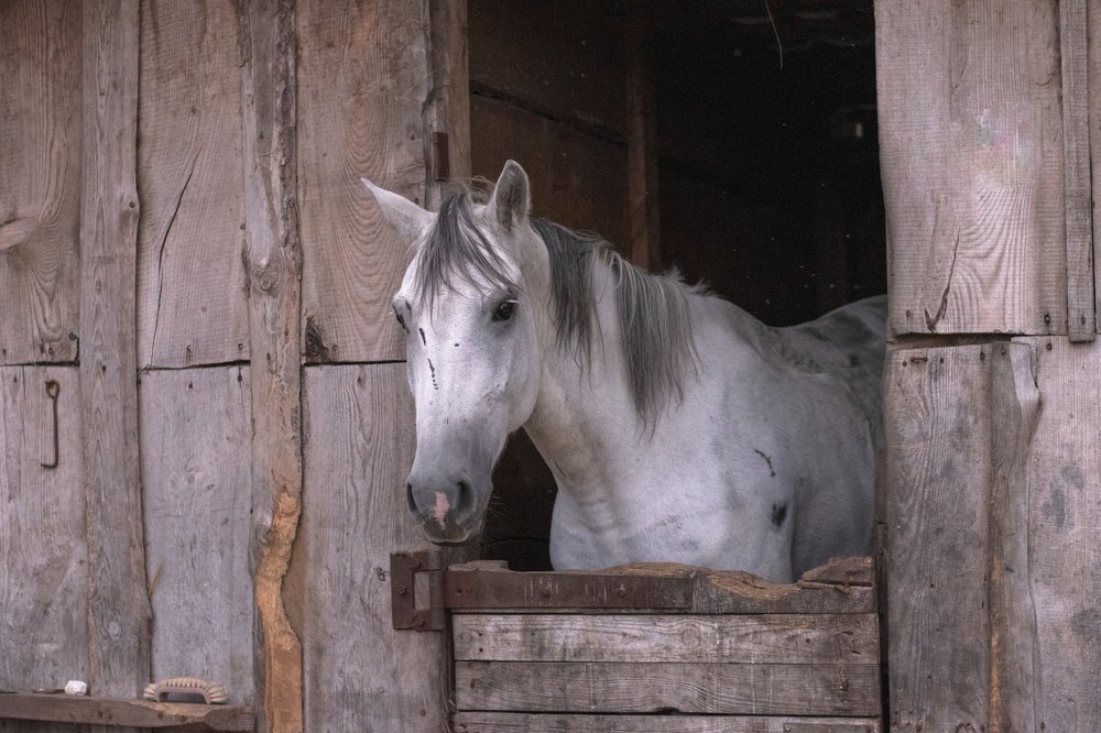 Photograph by Irina Stanislavskaya