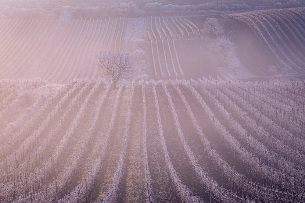 Фотография автора Лана Григорьева