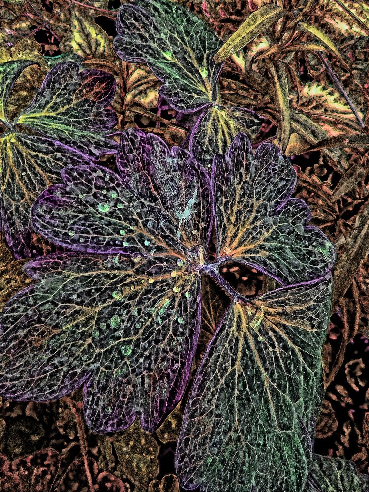 Растительная фантазия