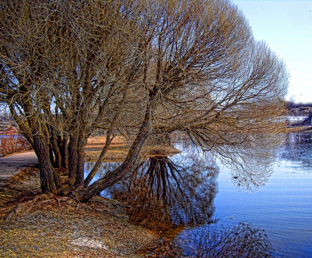 Деревья в ожидании листвы