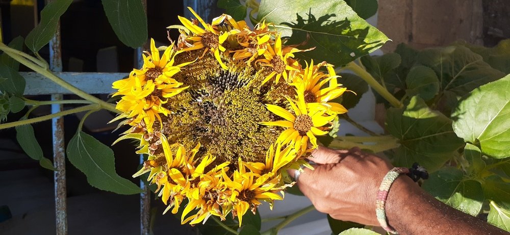 Sunflower
