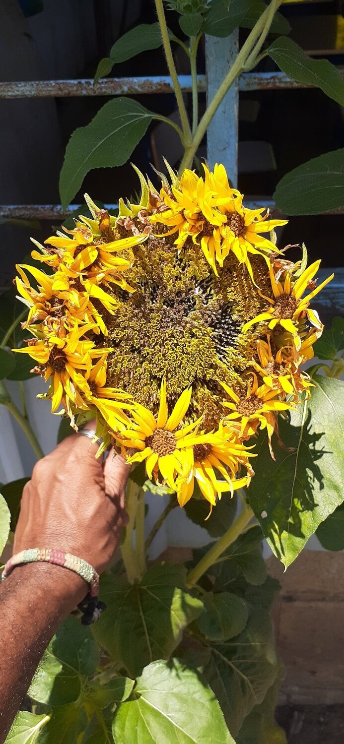 Sunflower