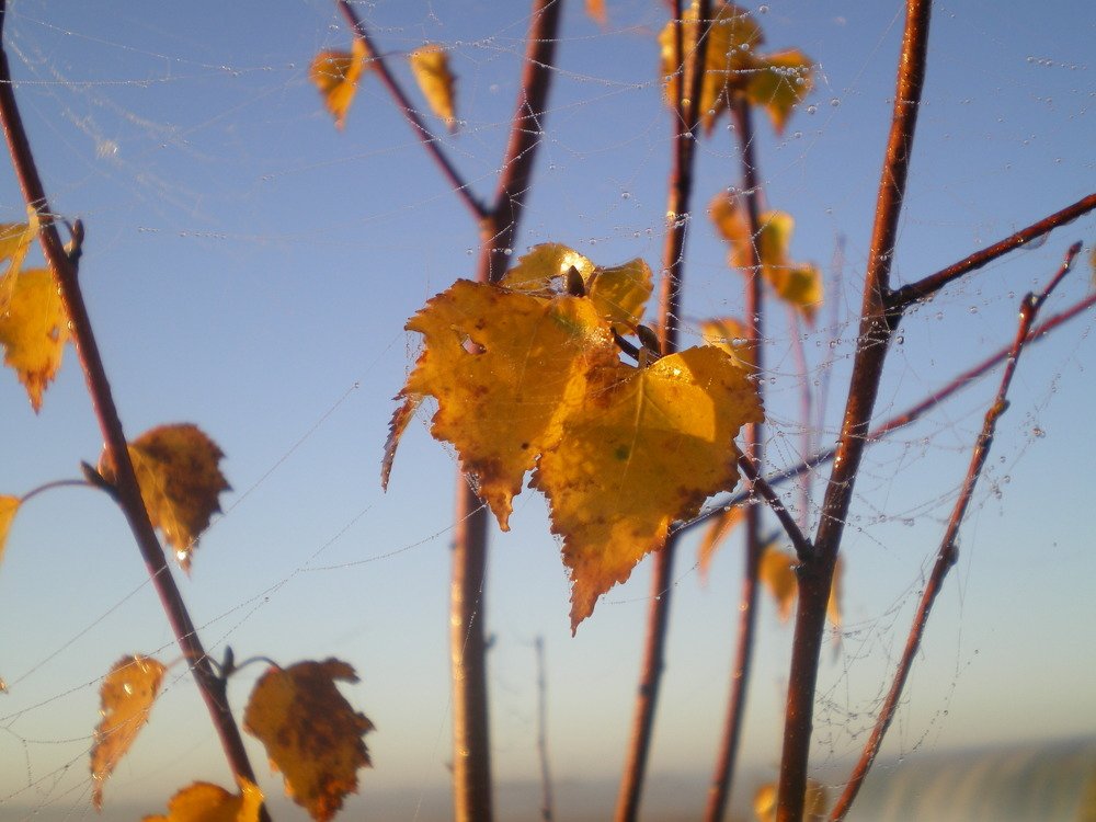 Photo #4285506