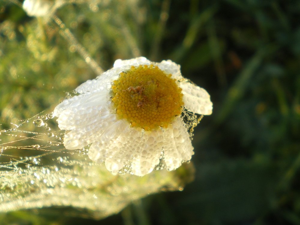 Photo #4285507