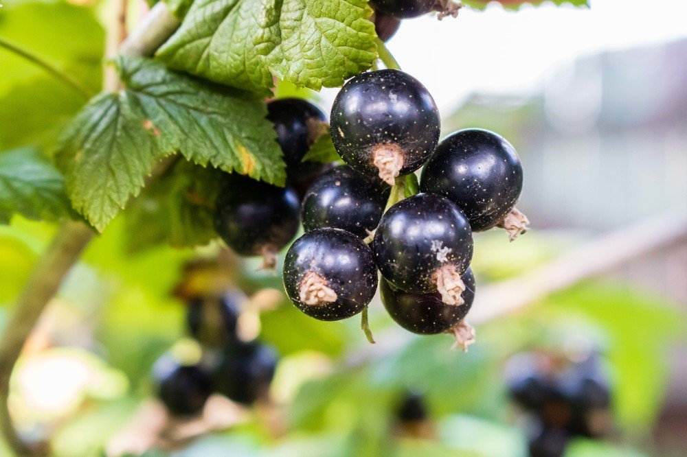 Обои для рабочего стола