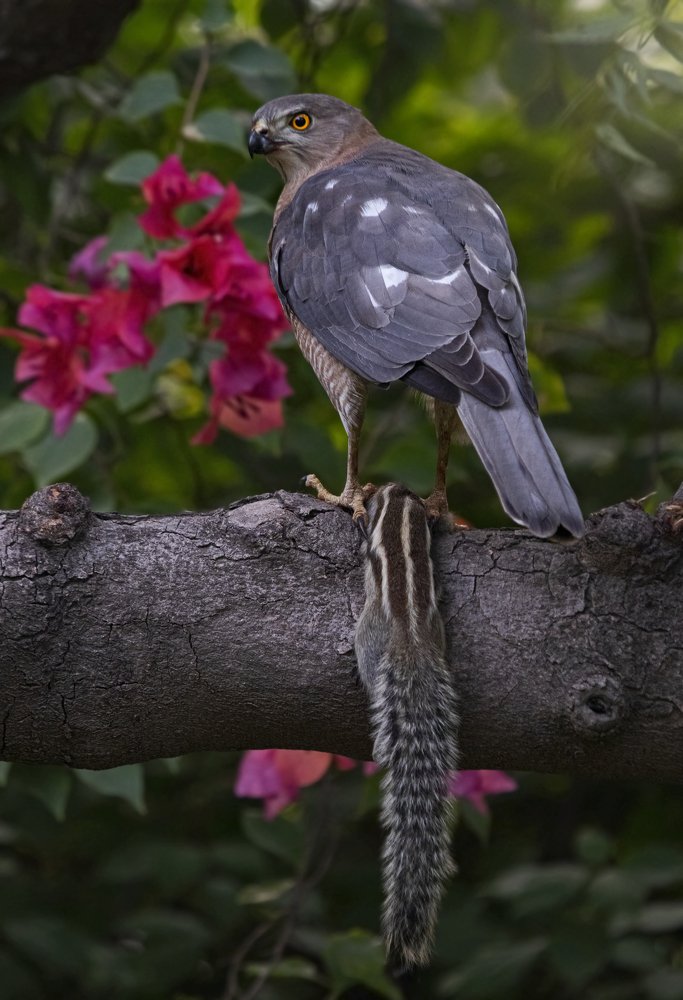 Фотография автора hitesh chawla