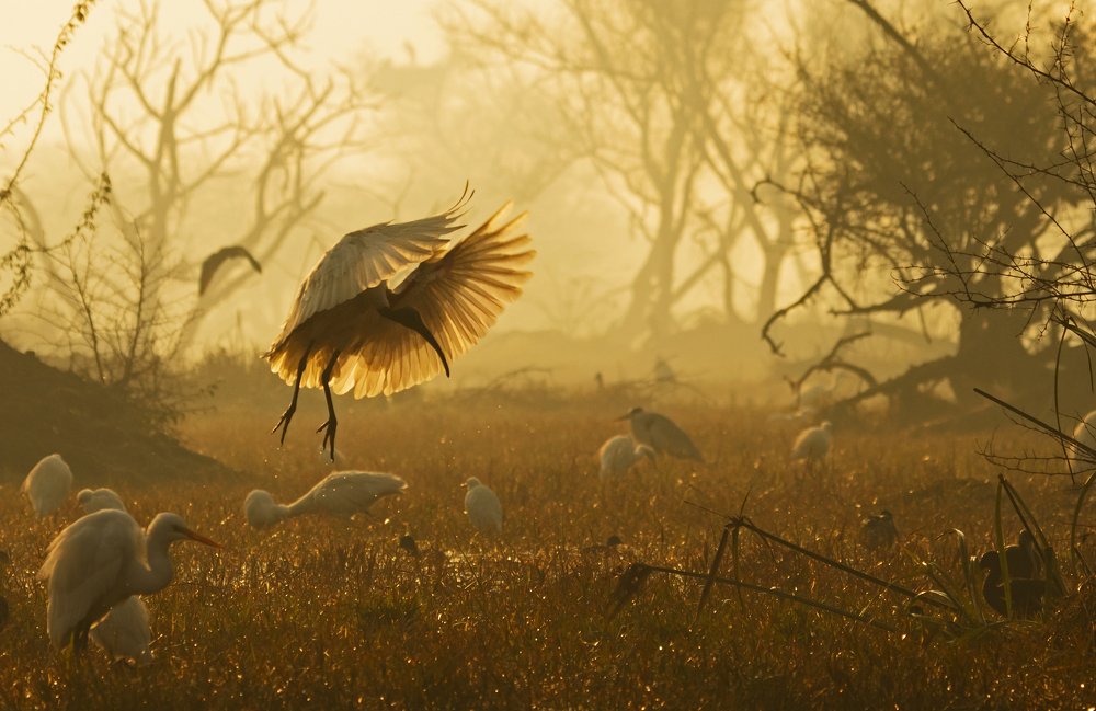 Фотография автора hitesh chawla