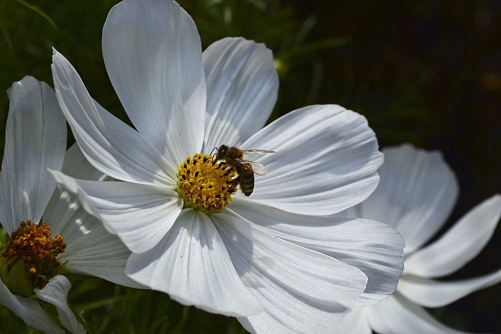 Фотография автора Алёна Морозова