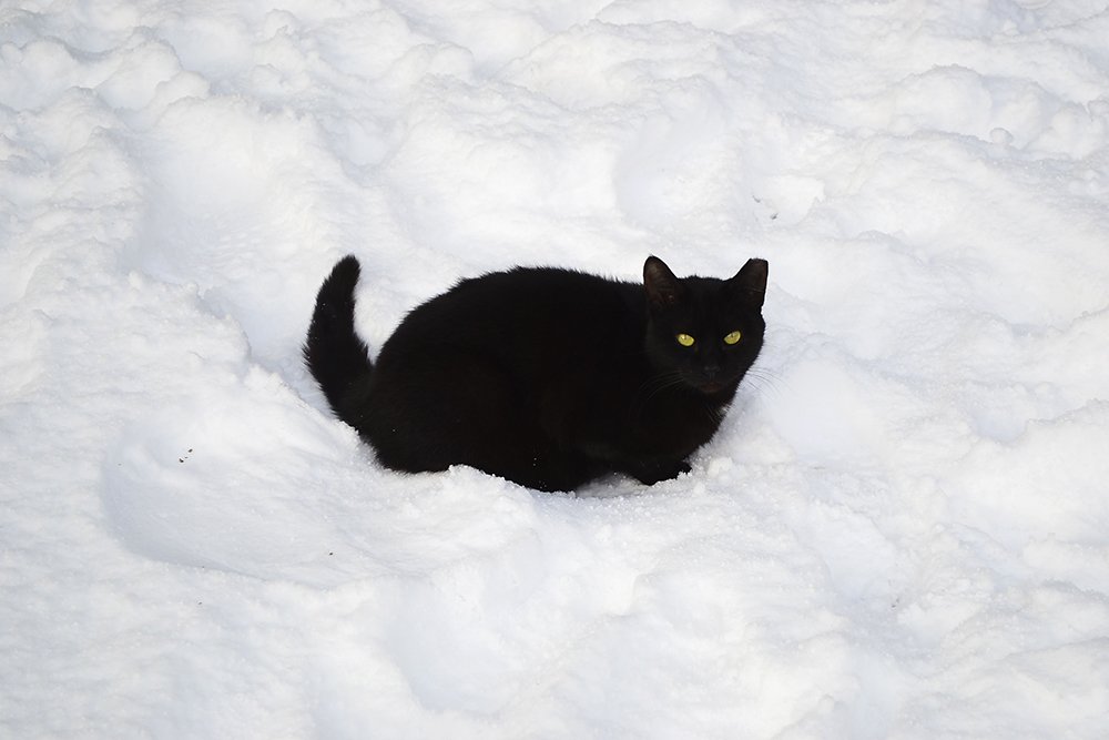 Фотография автора Алёна Морозова