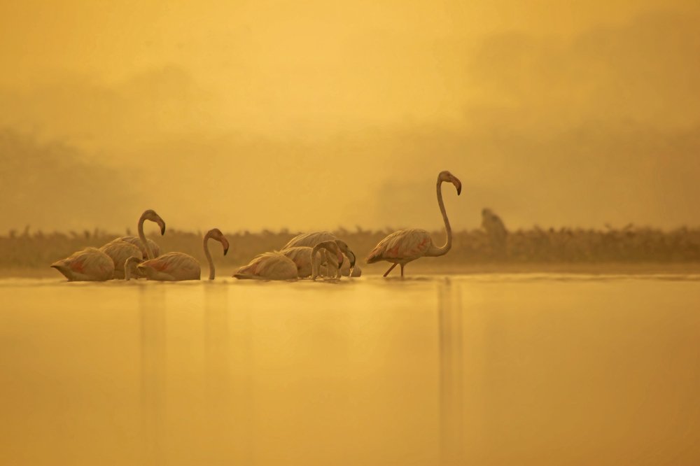 Фотография автора hitesh chawla