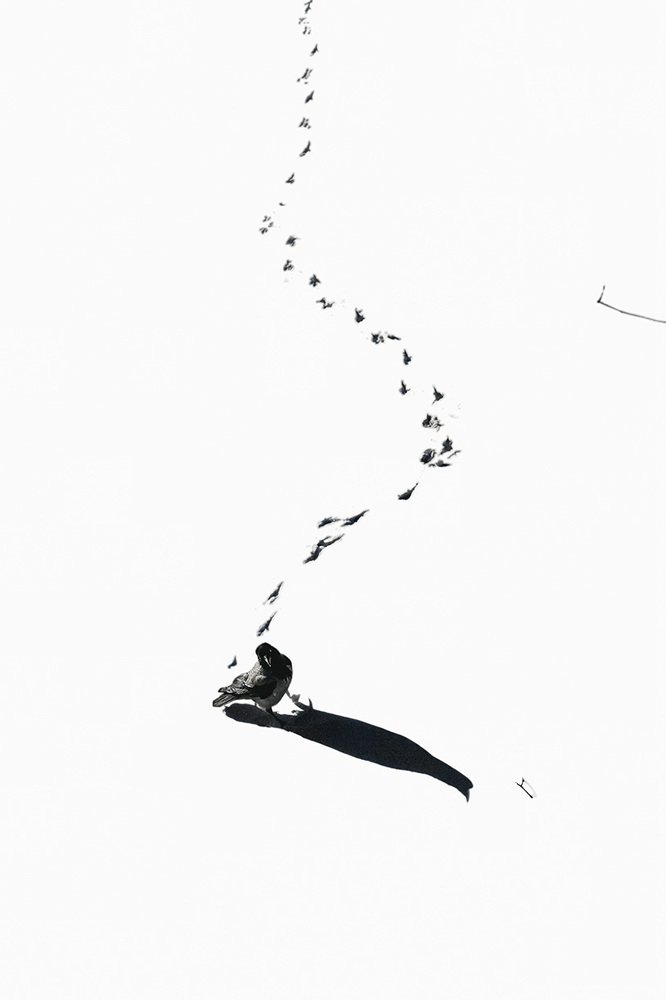 Ворона на зимнем пруду