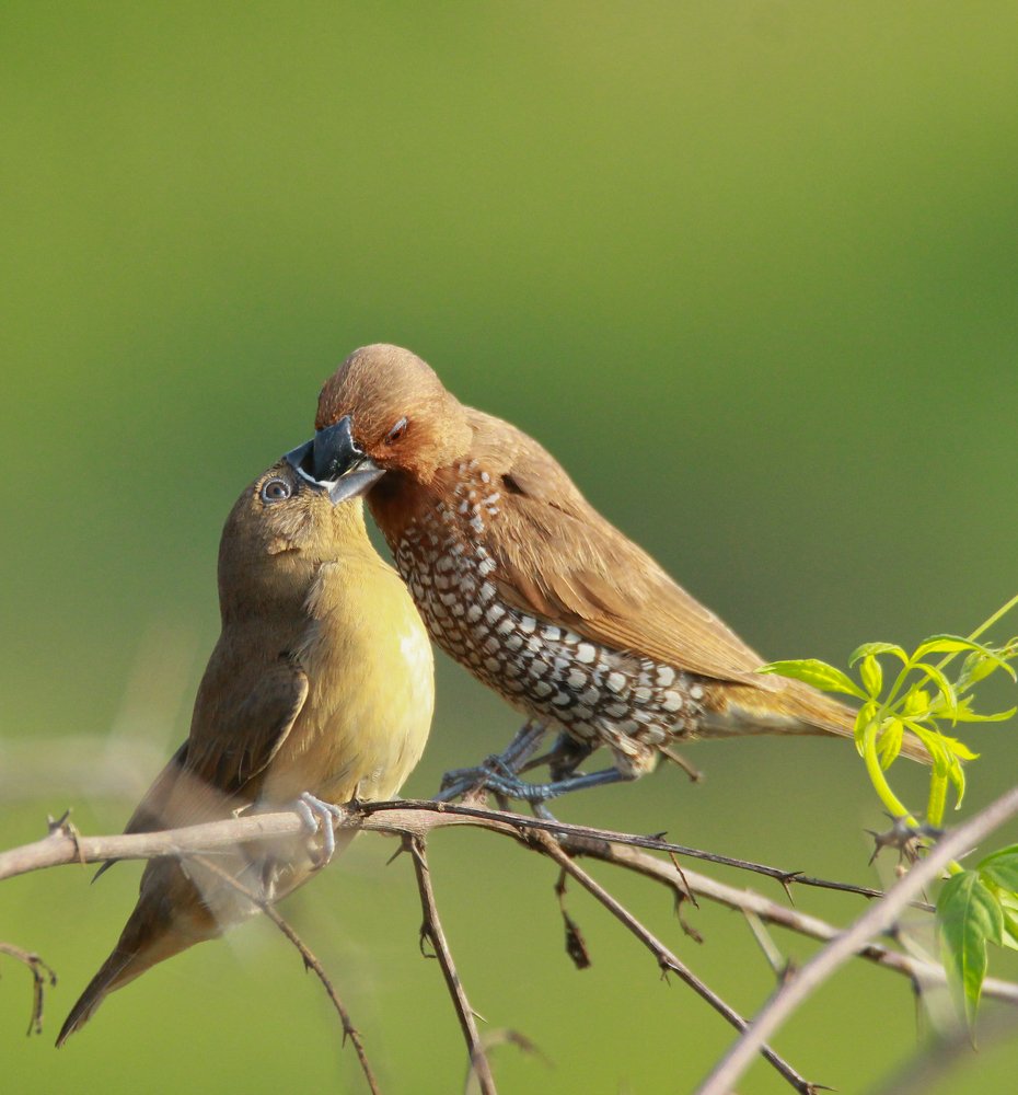 Scaly-breasted munias.