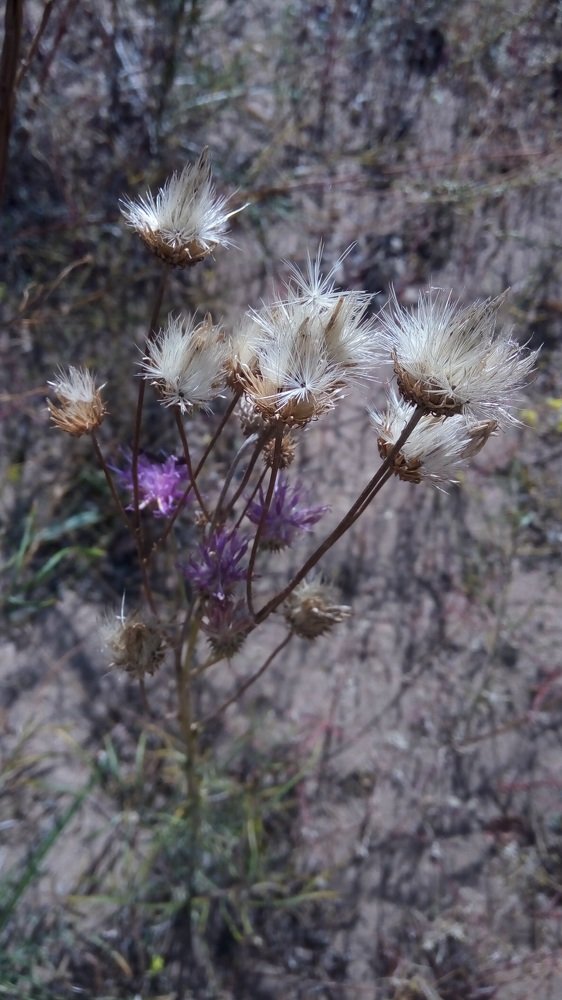 Photo #4286111