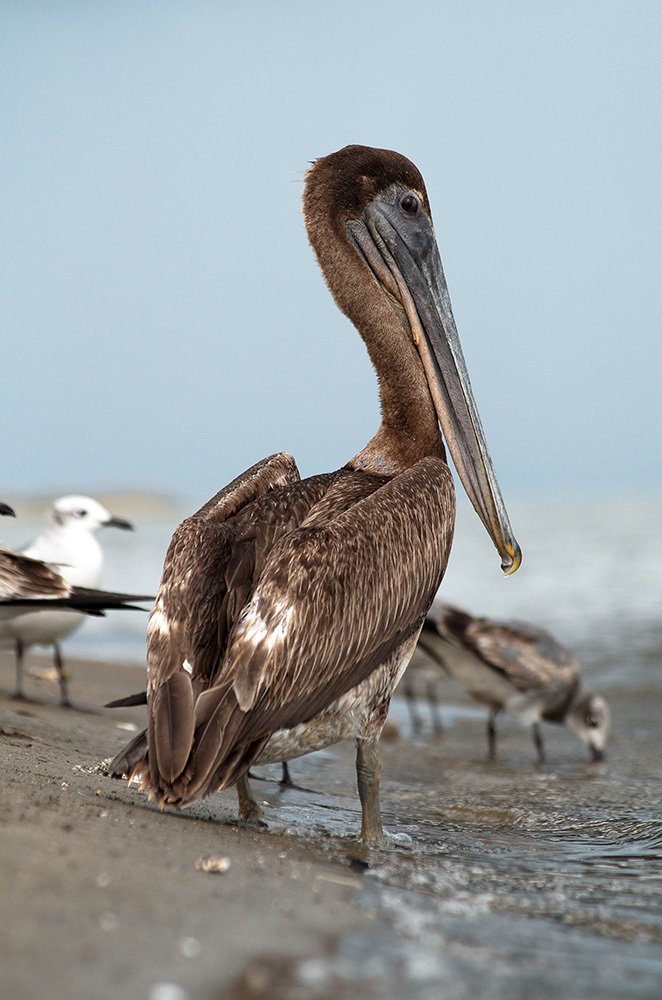 Pelicano