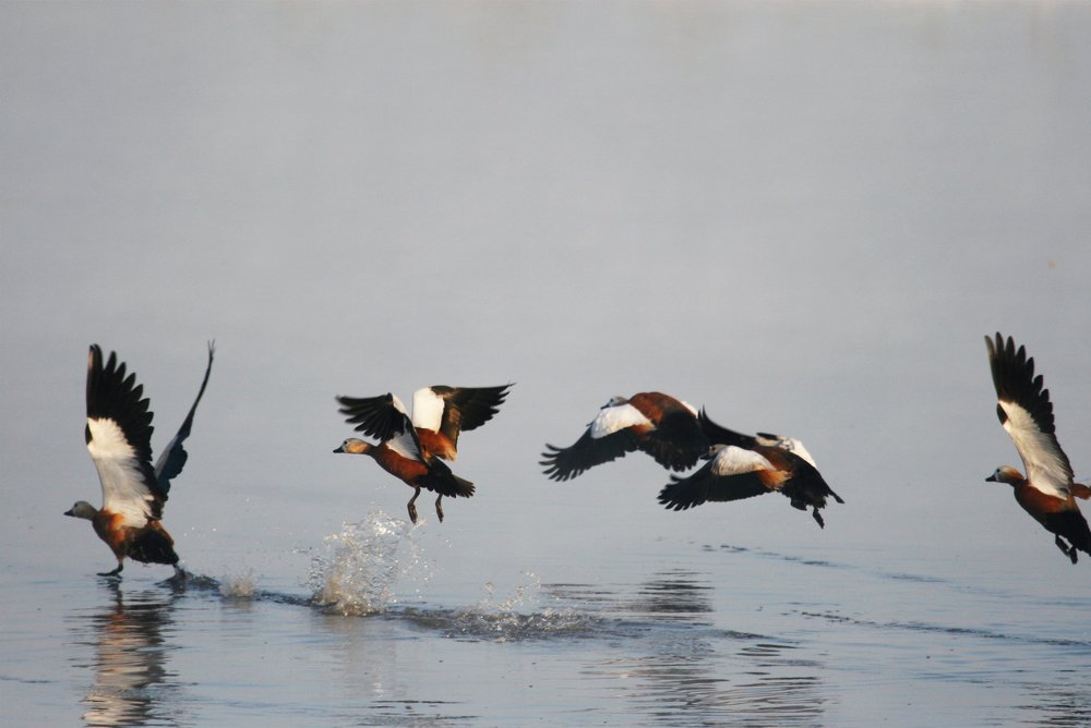 Photograph by Tugsbayar Shagdarsuren