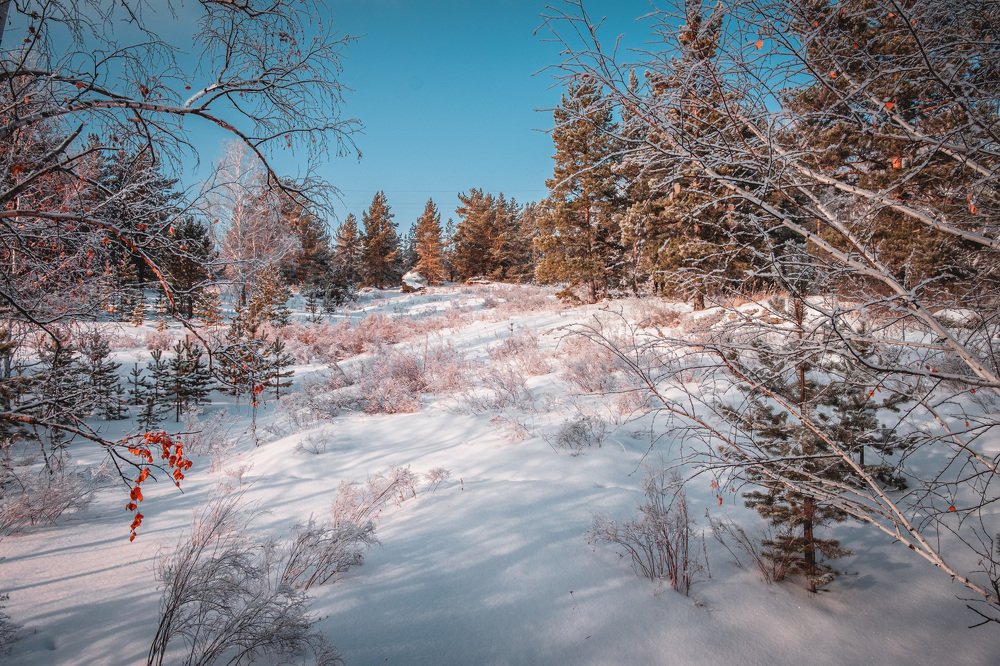 В зимнем лесу