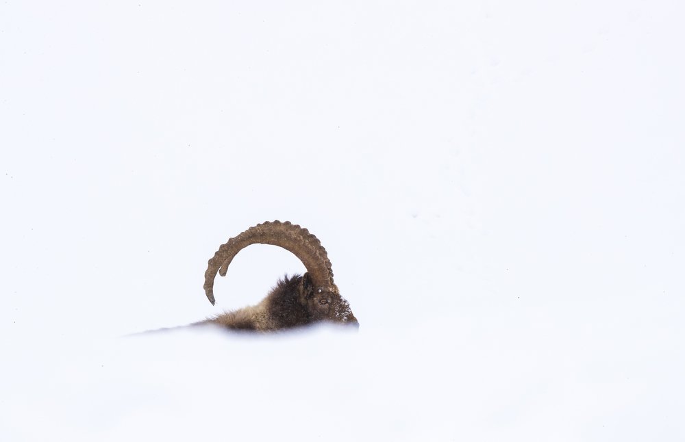 Ibex In Snow