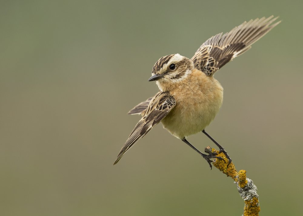 Photograph by Сергей Сильченков