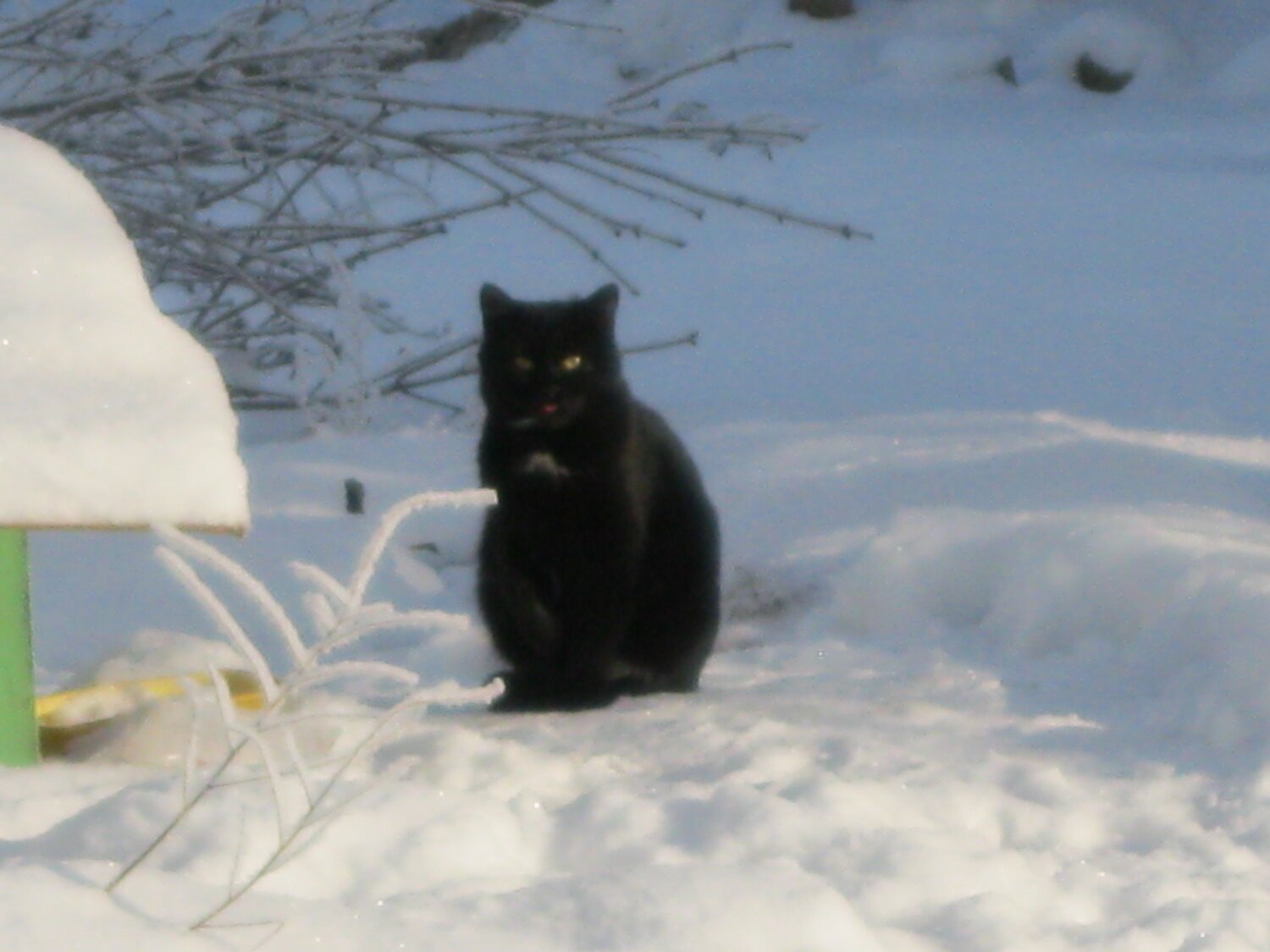 Photo #4286260