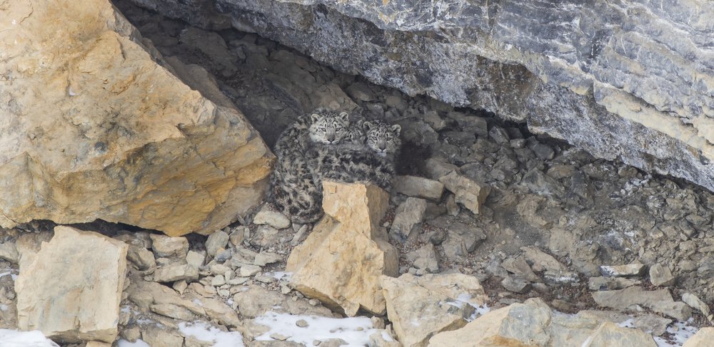 Snow Leopard Cubs