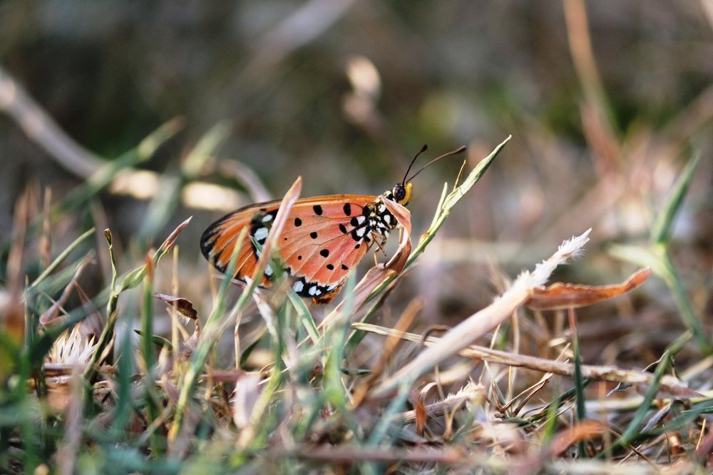 ID: Tanwee Butterfly in Action