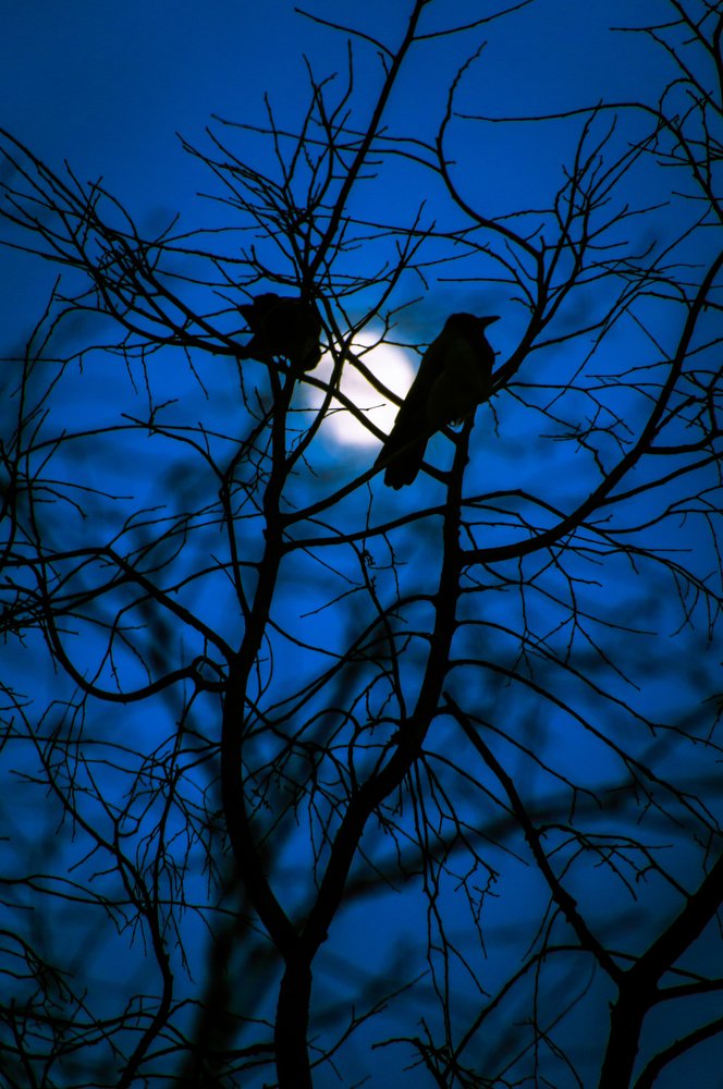 Лунная птица