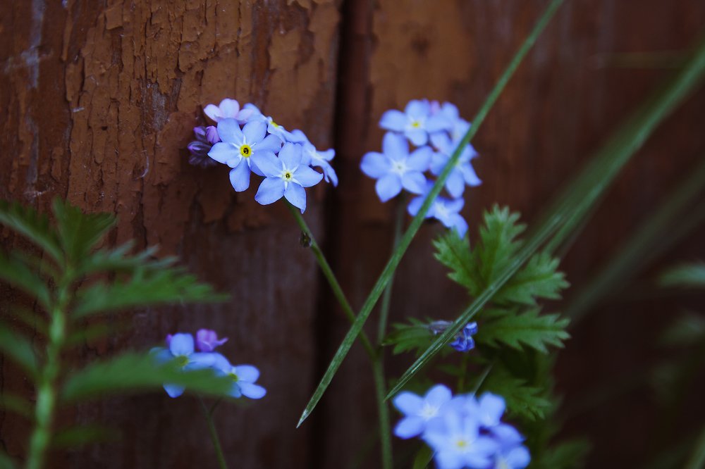 Forget Me Not