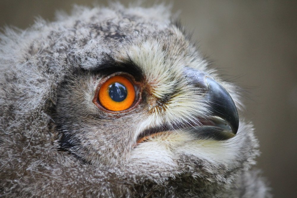 Лупоглазые