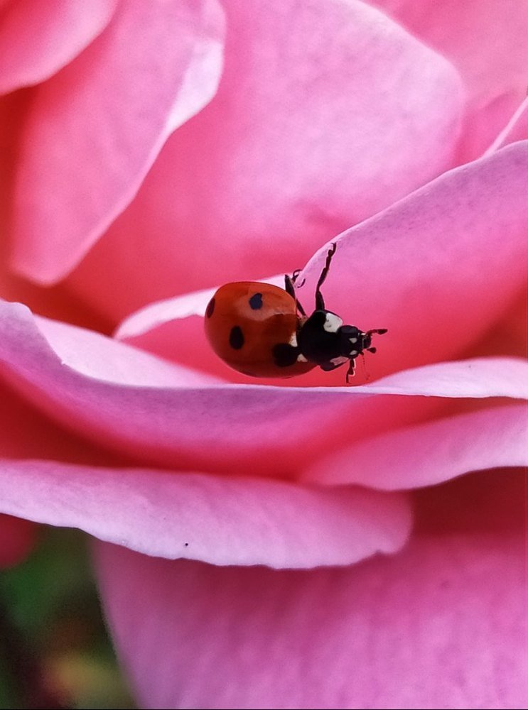 Божья коровка