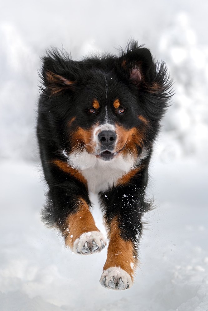bernese mountain dog