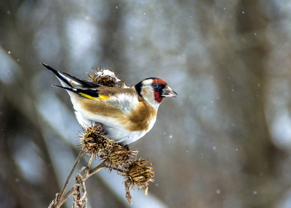Красавец щегол