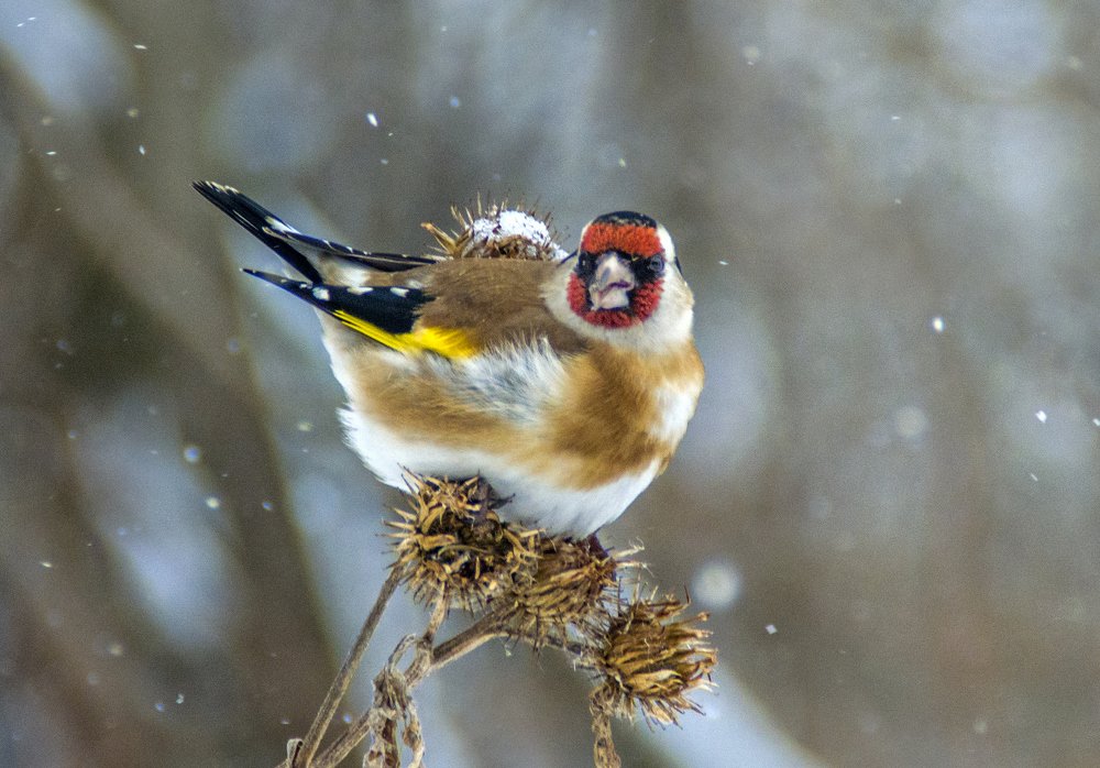 Портрет щеголя